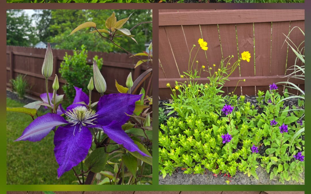 Wilfulness Wednesdays