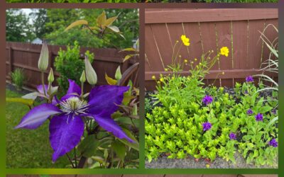 Wilfulness Wednesdays